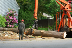 If you require a tree removal service in the Hills district, Sydney Urban Tree Services is a trustworthy family-owned and operated business that specializes in tree removal services. We are highly skilled in trimming, removing, and maintaining the health of all types and sizes of trees. Our team offers exceptional customer service and top-quality tree-stump grinding services in Penrith at a competitive price. We are fully insured, licensed, and compliant with Australian Standards. For more details, please visit our website. for more check it out.
https://sydneyurbantreeservices.com.au/tree-removal-hills-district/