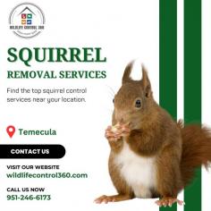 Squirrels may seem harmless, but they are capable of causing significant damage and posing health risks. At Wildlife 360, we offer excellent Squirrel Removal Services in Temecula. We can safely and humanely remove squirrels from your property, ensuring your peace of mind. For dependable solutions, visit our website today!
