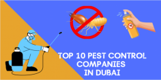 Top 10 Pest Control Companies in Dubai