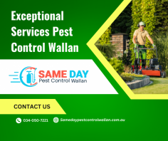 Protect your Wallan abode from unwelcome guests. Our top-tier pest control technicians deploy proven methods to eliminate persistent pests, ensuring your property remains your private oasis. Explore http://samedaypestcontrolwallan.com.au/ to know more information.