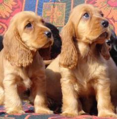 Cocker Spaniel Puppies for Sale in Mumbai

Are you looking for a healthy and purebred Cocker Spaniel puppy to bring home in Mumbai? Mr n Mrs Pet offers a wide range of Cocker Spaniel Puppies for Sale in Mumbai at affordable prices. The price of Fox Terrier Wire Puppies we have ranges from ₹45,000 to ₹80,000, and the final price is determined based on the health and quality of the puppy. You can select a Cocker Spaniel puppy based on photos, videos, and reviews to ensure you get the perfect puppy for your home. For information on prices of other pets in Mumbai, please call us at 7597972222.

View Site: https://www.mrnmrspet.com/dogs/cocker-spaniel-puppies-for-sale/mumbai

