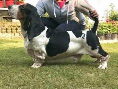 Are you looking for healthy & purebred Basset Hound puppies online in Nagpur? The best place to buy Basset Hound puppies in Nagpur at affordable prices is Mr n Mrs Pet. We connect with the best breeders in Nagpur and provide KCI-certified Basset Hound Puppies for sale near you. Call us today at 7597972222, and we will be happy to answer any questions you may have about your pet.

Visit Site: https://www.mrnmrspet.com/dogs/basset-hound-puppies-for-sale/nagpur