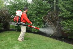 Companies that provide mosquito control services, like best mosquito control companies near me, frequently deal with mosquitoes. With all that experience, we now know which approaches are most successful and which are not.
