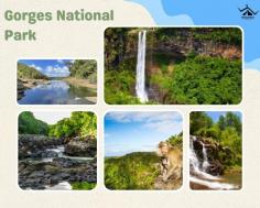Explore the breathtaking beauty of Black River Gorges National Park with our complete travel guide. Know the location, timing, and attractions. Plan Now!!
Read More : https://wanderon.in/blogs/black-river-gorges-national-park