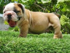 Are you looking for British Bulldog breeders in Nagpur? Mr & Mrs Pet offers a wide range of British Bulldog puppies for sale in Nagpur, available at affordable prices. The final price is determined based on the health and quality of the British Bulldog puppies. Get healthy and purebred puppies from our responsible breeders who prioritize the health and quality of the British Bulldog. All our British Bulldog puppies are made available from KCI-registered breeders. For information on prices of other pets in Nagpur, please call us at 7597972222 or visit our website.

Visit Site: https://www.mrnmrspet.com/dogs/british-bulldog-puppies-for-sale/nagpur