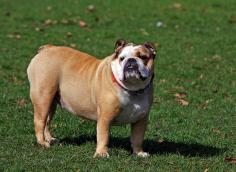 Are you looking for healthy & purebred Bulldog Puppies Breeders to bring into your home in Nagpur? Mr n Mrs Pet offers a wide range of Bulldog Puppies for Sale in Nagpur at affordable prices. The final price is determined based on the health and quality of the Bulldog Puppies. You can select a Bulldog Puppies based on photos, videos, and reviews to ensure you find the right pet for your home. For information on the prices of other pets in Nagpur, please call us at 7597972222 or visit our website.

Visit Site: https://www.mrnmrspet.com/dogs/bulldog-puppies-for-sale/nagpur
