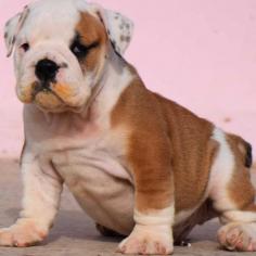 British Bulldog Puppies Price in Pune	

Are you looking for a healthy and purebred British Bulldog puppy to bring home in Pune? Mr n Mrs Pet offers a wide range of British Bulldog Puppies for Sale in Pune at affordable prices. The price of British Bulldog Puppies we have ranges from ₹50,000 to ₹110,000, and the final price is determined based on the health and quality of the puppy. You can select a British Bulldog puppy based on photos, videos, and reviews to ensure you get the perfect puppy for your home. For information on prices of other pets in Pune, please call us at 7597972222.

View Site: https://www.mrnmrspet.com/dogs/british-bulldog-puppies-for-sale/pune

