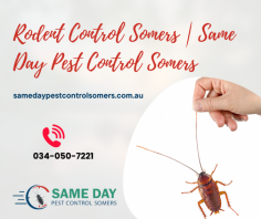 Rodent Problems? Here’s How to Handle Them. Rodents are not only a nuisance but can also pose serious health risks. From contaminating food to damaging property, they are a problem that needs swift action. Learn how to spot signs of rodent activity and why professional intervention is crucial. Explore https://samedaypestcontrolsomers.com.au/ to learn more.