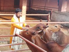 In Hindu Religion, we worship the Cow like a Goddess because we believe that the Cow is like our mother. After all, she feeds us with her milk.
