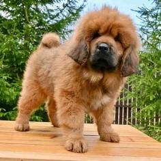 Are you looking for healthy and purebred Tibetan Mastiff Puppies to bring home to your Chennai? Mr n Mrs Pet offers a wide range of Tibetan Mastiff Puppies for sale in Chennai at affordable prices. The prices of the puppies range from ₹80,000 to over ₹150,000, and the final price is determined based on the health and quality of the Tibetan Mastiff Puppies. You can select a Tibetan Mastiff puppy based on photos, videos, and reviews to ensure you get the right fit for your home. For information on the prices of other pets in Chennai, please call us at 7597972222.