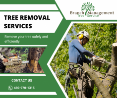 Reliable Tree Removal Solutions

Our Tree removal company specializes in safe, efficient tree cutting, stump removal, and land clearing. We ensure professional service with a focus on environmental responsibility. For more information, mail us at sales@aztreedoctor.com.
