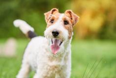 Fox Terrier Wire Puppies for Sale in Mumbai	

Are you looking for a healthy and purebred Fox Terrier Wire puppy to bring home in Mumbai? Mr n Mrs Pet offers a wide range of Fox Terrier Wire Puppies for Sale in Mumbai at affordable prices. The price of Fox Terrier Wire Puppies we have ranges from ₹50,000 to ₹90,000, and the final price is determined based on the health and quality of the puppy. You can select a Fox Terrier Wire puppy based on photos, videos, and reviews to ensure you get the perfect puppy for your home. For information on prices of other pets in Mumbai, please call us at 7597972222.

View Site: https://www.mrnmrspet.com/dogs/fox-terrier-wire-puppies-for-sale/mumbai
