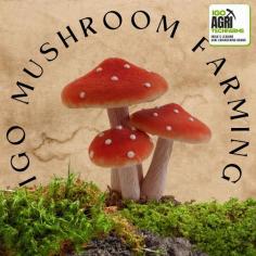 Welcome to IGO Agri Tech Farms, India’s leading agri-engineering brand dedicated to innovative and sustainable farming solutions. Our latest project, mushroom farming, Join us in exploring the fascinating world of oyster mushrooms, classic mushrooms, and milky mushrooms.