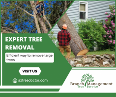 Professional Tree Removal Services

Our expert team provides safe, efficient tree removal services. We ensure the highest quality, protecting your property and enhancing your landscape's beauty. For more information, mail us at sales@aztreedoctor.com.