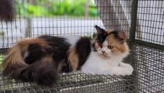 Calico Kitten in Guwahati	

Are you looking for a healthy and purebred Calico Kitten to bring home in Guwahati? Mr n Mrs Pet offers a wide range of Calico Kitten  in Guwahati at affordable prices. The price of Calico Kitten we have ranges from ₹16,000 to ₹50,000 and the final price is determined based on the health and quality of the kitten. You can select a Calico Kitten based on photos, videos, and reviews to ensure you get the perfect kitten for your home. For information on prices of other pets in Guwahati, please call us at 7597972222.

View Site: https://www.mrnmrspet.com/cat/calico-kitten-for-sale/guwahati
