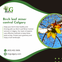 Get effective Birch leaf miner control Calgary strategies from the experts at Mr. G Calgary.

Looking for effective Birch leaf miner control Calgary solutions? Mr. G Calgary offers targeted approaches to combat birch leaf miners, utilizing advanced techniques and environmentally safe products to safeguard your trees.