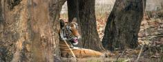 Tiger Trails in Bandhavgarh: Explore the Majesty of Nature with Tiger Safari Bandhavgarh 