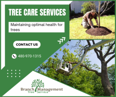Expert Tree Maintenance Service

Our tree maintenance service ensures the health and beauty of your landscape. We provide expert trimming, pruning, and removal to keep your trees thriving and safe. For more information, call us at 480-970-1315.