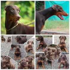Doberman Pinscher Puppies for Sale in Kochi	

Are you looking for a healthy and purebred Doberman Pinscher puppy to bring home in Kochi? Mr n Mrs Pet offers a wide range of Doberman Pinscher Puppies for Sale in Kochi at affordable prices. The price of Doberman Pinscher Puppies we have ranges from ₹40,000 to ₹80,000 and the final price is determined based on the health and quality of the puppy. You can select a Doberman Pinscher puppy based on photos, videos, and reviews to ensure you get the perfect puppy for your home. For information on prices of other pets in Kochi, please call us at 7597972222.

View Site: https://www.mrnmrspet.com/dogs/doberman-pinscher-puppies-for-sale/kochi


