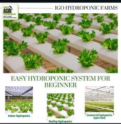 IGO AgriTech Farms is pioneering the future of agriculture with our advanced commercial hydroponics in India. Our innovative indoor hydroponic farming systems enable year-round cultivation, maximizing yield and minimizing environmental impact. By utilizing vertical hydroponic systems, we optimize space and resources, making farming feasible even in urban settings.  This sustainable approach reduces water usage and eliminates the need for soil, ensuring healthier and faster-growing crops.  Join us at IGO AgriTech Farms as we lead the way in transforming traditional farming methods, providing fresh, nutritious produce to communities across the nation. Embrace the hydroponic revolution with us!  For more information contact us:  7397789803,7397789805  www.igoagritechfarms.com