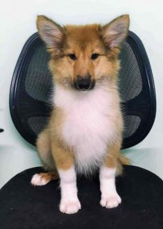 Rough Collie Puppies for Sale in Patna	

Are you looking for a healthy and purebred Rough Collie puppy to bring home in Patna? Mr n Mrs Pet offers a wide range of Rough Collie Puppies for Sale in Patna at affordable prices. The price of Rough Collie Puppies we have ranges from ₹1,00,000 to ₹2,50,000 and the final price is determined based on the health and quality of the puppy. You can select a Rough Collie puppy based on photos, videos, and reviews to ensure you get the perfect puppy for your home. For information on prices of other pets in Patna, please call us at 7597972222.

View Site: https://www.mrnmrspet.com/dogs/rough-collie-puppies-for-sale/patna
