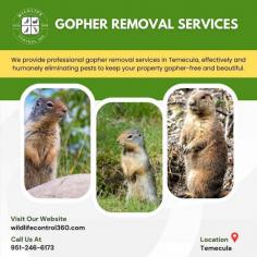 Gophers can cause extensive damage to lawns and gardens, creating unsightly mounds and tunnels that disrupt landscapes and harm plants. At Wildlife Control 360, we offer professional gopher removal services in Temecula, providing an effective and humane solution to eliminate these pests. Our experts ensure your property remains beautiful and free from gophers. Visit our website for more information!