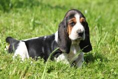 Basset Hound Puppies for Sale in Indore	

Are you looking for a healthy and purebred Basset Hound puppy to bring home in Indore? Mr n Mrs Pet offers a wide range of Basset Hound Puppies for Sale in Indore at affordable prices. The price of KCI Basset Hound Puppies we have ranges from ₹80,000 to ₹1,20,000 and the final price is determined based on the health and quality of the puppy. You can select a Basset Hound puppy based on photos, videos, and reviews to ensure you get the perfect puppy for your home. For information on prices of other pets in Indore, please call us at 7597972222.

View Site: https://www.mrnmrspet.com/dogs/basset-hound-puppies-for-sale/indore

