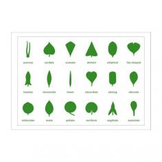 Buy Botany Leaf Cabinet Control Chart - PP Plastic

Botany leaf cabinet control chart made of plastic PP board to enhance durability.

• Dimensions: 12.5 x 17.65 inches

• Recommended Ages: 3 years and up

Buy now: https://kidadvance.com/botany-leaf-cabinet-control-chart-pp-plastic.html