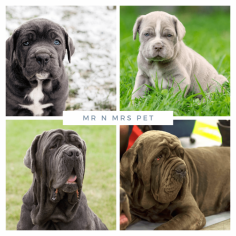 Neapolitan Mastiff Puppies for Sale in Kochi

Are you looking for a healthy and purebred Neapolitan Mastiff puppy to bring home in Kochi? Mr n Mrs Pet offers a wide range of Neapolitan Mastiff Puppies for Sale in Kochi at affordable prices. The price of Neapolitan Mastiff Puppies we have ranges from ₹55,000 to ₹1,00,000 and the final price is determined based on the health and quality of the puppy. You can select a Neapolitan Mastiff puppy based on photos, videos, and reviews to ensure you get the perfect puppy for your home. For information on prices of other pets in Kochi, please call us at 7597972222.

View Site: https://www.mrnmrspet.com/dogs/neapolitan-mastiff-puppies-for-sale/kochi