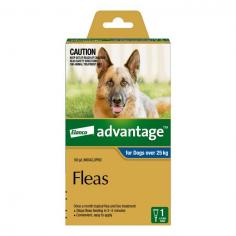 Advantage for Extra Large Dogs is a topical solution for large size dogs that weigh over 25kg. This spot-on formula for dogs is highly effective in killing adult fleas and larvae on dogs and their surroundings. A single dose of Advantage Blue pack kills, re-infesting fleas within 1 hour and flea larvae in your dog's surroundings within 20 minutes of contact with the active ingredient.
