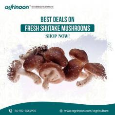 Experience the exceptional quality of our premium Fresh Shiitake Mushrooms, now available at Agrinoon! Elevate your culinary adventures with these flavorful, nutrient-rich mushrooms. 


See more: https://www.agrinoon.com/agriculture/product/shiitake-mushroom-spawn-mushroom-logs/