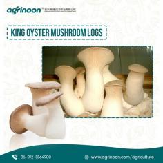 Dive into the world of home mushroom cultivation with our easy-to-use King Oyster Mushroom Logs from Agrinoon. Whether you're a seasoned gardener or a curious beginner, these ready-to-grow logs are perfect for anyone looking to add a touch of luxury to their home-grown produce. 

See more: https://www.agrinoon.com/agriculture/oyster-mushroom-spawn/
