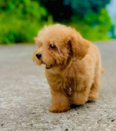 Cockapoo Puppies for Sale in Guwahati	

Are you looking for a healthy and purebred Cockapoo puppy to bring home in Guwahati? Mr n Mrs Pet offers a wide range of Cockapoo Puppies for Sale in Guwahati at affordable prices. The price of Cockapoo Puppies we have ranges from ₹80,000 to ₹1,50,000 and the final price is determined based on the health and quality of the puppy. You can select a Cockapoo puppy based on photos, videos, and reviews to ensure you get the perfect puppy for your home. For information on prices of other pets in Guwahati, please call us at 7597972222.

View Site: https://www.mrnmrspet.com/dogs/cockapoo-puppies-for-sale/guwahati
