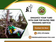 Get Expert Tree Trimming for a Perfectly Manicured Yard!

We provide essential tree maintenance services to keep it healthy and aesthetically pleasing. Regular trimming promotes better air circulation, sunlight penetration, and overall growth, ensuring trees thrive while complementing the landscape's beauty. Contact Maldonado Tree Service at (919) 270-8606 for more details!