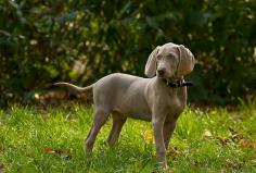 Weimaraner Puppies for Sale in Patna

Are you looking for a healthy and purebred Weimaraner puppy to bring home in Patna? Mr n Mrs Pet offers a wide range of Weimaraner Puppies for Sale in Patna at affordable prices. The price of Weimaraner Puppies we have ranges from ₹50,000 to ₹180,000. and the final price is determined based on the health and quality of the puppy. You can select a Weimaraner puppy based on photos, videos, and reviews to ensure you get the perfect puppy for your home. For information on prices of other pets in Patna, please call us at 7597972222.

View Site: https://www.mrnmrspet.com/dogs/weimaraner-puppies-for-sale/patna
