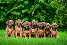 Rhodesian Ridgeback Puppies for Sale in Kolkata	

Are you looking for a healthy and purebred Rhodesian Ridgeback puppy to bring home in Kolkata? Mr n Mrs Pet offers a wide range of Rhodesian Ridgeback Puppies for Sale in Kolkata at affordable prices. The price of KCI Rhodesian Ridgeback Puppies we have ranges from ₹80,000 to ₹1,50,000 and the final price is determined based on the health and quality of the puppy. You can select a Rhodesian Ridgeback puppy based on photos, videos, and reviews to ensure you get the perfect puppy for your home. For information on prices of other pets in Kolkata, please call us at 7597972222.

View Site: https://www.mrnmrspet.com/dogs/rhodesian-ridgeback-puppies-for-sale/kolkata