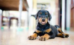 Doberman Pinscher Puppies for Sale in Ahmedabad	

Are you looking for a healthy and purebred Doberman Pinscher puppy to bring home in Ahmedabad? Mr n Mrs Pet offers a wide range of Doberman Pinscher Puppies for Sale in Ahmedabad at affordable prices. The price of KCI Doberman Pinscher Puppies we have ranges from ₹40,000 to ₹100,000, and the final price is determined based on the health and quality of the puppy. You can select a Doberman Pinscher puppy based on photos, videos, and reviews to ensure you get the perfect puppy for your home. For information on prices of other pets in Ahmedabad, please call us at 7597972222.
