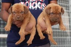 French Mastiff Puppies for Sale in Ahmedabad	

Are you looking for a healthy and purebred French Mastiff puppy to bring home in Ahmedabad? Mr n Mrs Pet offers a wide range of French Mastiff Puppies for Sale in Ahmedabad at affordable prices. The price of KCI French Mastiff Puppies we have ranges from ₹50,000 to ₹100,000 and the final price is determined based on the health and quality of the puppy. You can select a French Mastiff puppy based on photos, videos, and reviews to ensure you get the perfect puppy for your home. For information on prices of other pets in Ahmedabad, please call us at 7597972222.

View Site: https://www.mrnmrspet.com/dogs/french-mastiff-puppies-for-sale/ahmedabad
