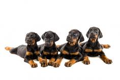 Doberman Pinscher Puppies for Sale in Kolkata	

Are you looking for a healthy and purebred Doberman Pinscher puppy to bring home in Kolkata? Mr n Mrs Pet offers a wide range of Doberman Pinscher Puppies for Sale in Kolkata at affordable prices. The price of KCI Doberman Pinscher Puppies we have ranges from ₹35,000 to ₹80,000 and the final price is determined based on the health and quality of the puppy. You can select a Doberman Pinscher puppy based on photos, videos, and reviews to ensure you get the perfect puppy for your home. For information on prices of other pets in Kolkata, please call us at 7597972222.

View Site: https://www.mrnmrspet.com/dogs/doberman-pinscher-puppies-for-sale/kolkata

