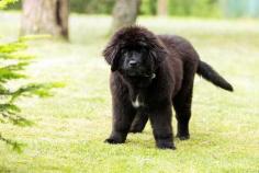 Newfoundland Puppies for Sale in Patna	

Are you looking for a healthy and purebred Newfoundland puppy to bring home in Patna? Mr n Mrs Pet offers a wide range of Newfoundland Puppies for Sale in Patna at affordable prices. The price of Newfoundland Puppies we have ranges from ₹1,00,000 to ₹1,50,000 and the final price is determined based on the health and quality of the puppy. You can select a Newfoundland puppy based on photos, videos, and reviews to ensure you get the perfect puppy for your home. For information on prices of other pets in Patna, please call us at 7597972222.

View Site: https://www.mrnmrspet.com/dogs/newfoundland-puppies-for-sale/patna
