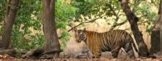 Discover Kanha Safari Booking, and Kanha National Park from Tiger Safari Bandhavgarh