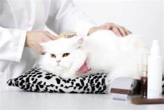 Are you looking for the Best Cat Specialist in Serangoon? Then contact them at Pawtraits Pte Ltd is a pet grooming salon led by a groomer with more than 10 years of experience in Serangoon, Simgapore. Visit -https://maps.app.goo.gl/KSg4g8Htp7EUZGhJ8

