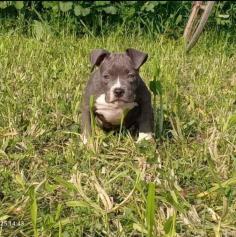 Are you looking for American Bully Puppies breeders to bring into your home in Madurai? Mr n Mrs Pet offers a wide range of American Bully Puppies for sale in Madurai at affordable prices. The final price is determined based on the health and quality of the American Bully Puppies. You can select a American Bully Puppies based on photos, videos, and reviews to ensure you find the right pet for your home. For information on the prices of other pets in Madurai, please call us at 7597972222.

Visit Site: https://www.mrnmrspet.com/dogs/american-bully-puppies-for-sale/madurai
