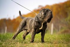 Neapolitan Mastiff Puppies for Sale in Ahmedabad	

Are you looking for a healthy and purebred Neapolitan Mastiff puppy to bring home in Ahmedabad? Mr n Mrs Pet offers a wide range of Neapolitan Mastiff Puppies for Sale in Ahmedabad at affordable prices. The price of KCI Neapolitan Mastiff Puppies we have ranges from INR 50,000 to INR 80,000 and the final price is determined based on the health and quality of the puppy. You can select a Neapolitan Mastiff puppy based on photos, videos, and reviews to ensure you get the perfect puppy for your home. For information on prices of other pets in Ahmedabad, please call us at 7597972222.

View Site: https://www.mrnmrspet.com/dogs/neapolitan-mastiff-puppies-for-sale/ahmedabad