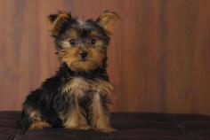 Are you looking for Yorkshire Terrier Puppies breeders to bring into your home in Madurai? Mr n Mrs Pet offers a wide range of Yorkshire Terrier Puppies for sale in Madurai at affordable prices. The final price is determined based on the health and quality of the Yorkshire Terrier Puppies. You can select a Yorkshire Terrier Puppies based on photos, videos, and reviews to ensure you find the right pet for your home. For information on the prices of other pets in Madurai, please call us at 7597972222.

Visit Site: https://www.mrnmrspet.com/dogs/yorkshire-terrier-puppies-for-sale/madurai