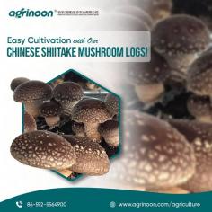 Start cultivating mushrooms with our ready-to-use logs, made from the finest wood and embedded with premium shiitake spores.
Tap the link in our bio to purchase & start your mushroom journey today!


See more: https://www.agrinoon.com/agriculture/chinese-shiitake-mushroom-logs/