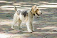 Fox Terrier Wire Puppies for Sale in Chandigarh	

Are you looking for a healthy and purebred Fox Terrier Wire puppy to bring home in Chandigarh? Mr n Mrs Pet offers a wide range of Fox Terrier Wire Puppies for Sale in Chandigarh at affordable prices. The price of Fox Terrier Wire Puppies we have ranges from ₹70,000 to ₹1,20,000 and the final price is determined based on the health and quality of the puppy. You can select a Fox Terrier Wire puppy based on photos, videos, and reviews to ensure you get the perfect puppy for your home. For information on prices of other pets in Chandigarh, please call us at 7597972222.

View Site: https://www.mrnmrspet.com/dogs/fox-terrier-wire-puppies-for-sale/chandigarh
