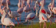 Lake Nakuru Day Trip