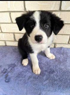 Border Collie Puppies for Sale in Agra	

Are you looking for a healthy and purebred Border Collie Puppy to bring home in Agra? Mr n Mrs Pet offers a wide range of Border Collie Puppies for Sale in Agra at affordable prices. The price of Border Collie Puppies we have ranges from ₹80,000 to ₹2,50,000 and the final price is determined based on the health and quality of the puppy. You can select a Border Collie puppy based on photos, videos, and reviews to ensure you get the perfect puppy for your home. For information on prices of other pets in Agra, please call us at 7597972222.

Visit here: https://www.mrnmrspet.com/dogs/border-collie-puppies-for-sale/agra