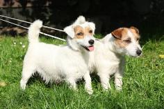 Fox Terrier Wire Puppies for Sale in Bhubaneswar	

Are you looking for a healthy and purebred Fox Terrier Wire Puppy to bring home in Bhubaneswar? Mr n Mrs Pet offers a wide range of Fox Terrier Wire for Sale in Bhubaneswar at affordable prices. The price of Fox Terrier Wire we have ranges from ₹60,000 to ₹1,40,000 and the final price is determined based on the health and quality of the puppy. You can select a Fox Terrier Wire puppy based on photos, videos, and reviews to ensure you get the perfect puppy for your home. For information on prices of other pets in Bhubaneswar, please call us at 7597972222.

Visit here: https://www.mrnmrspet.com/dogs/fox-terrier-wire-puppies-for-sale/bhubaneswar